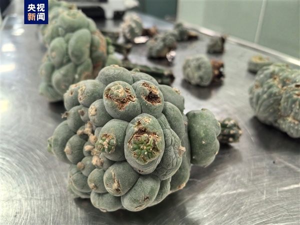 海關(guān)截獲12株致幻多肉 照片曝光:系烏羽玉 可威脅生命