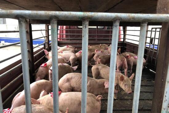 財迷心竅 養(yǎng)殖場技術員偷了28只小種豬