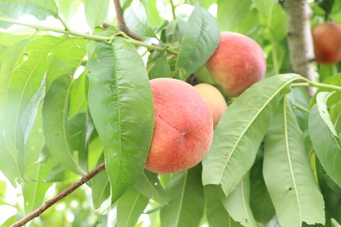 新農(nóng)社區(qū)舉辦慶六一迎端午“童言童語 快樂綻放”主題融合活動(dòng)